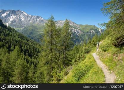 hiking on a footpath crossing alpine forest in mountain