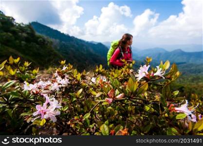 Hiking on Himalayas mountain peak, rhododendron flowers are in bloom in the foregrounds, hiker young woman with backpack blurred in the background. Holiday. Recreation. Focus on flowers.