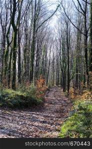 Hiking path in beautiful woods landscape in forest