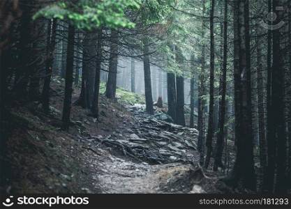 hiking rocky path trail in foggy misty moody woodland