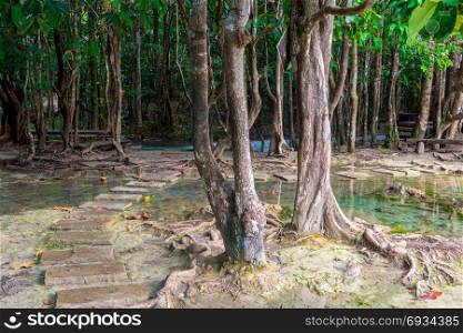 hiking trail between the trees in the tropical jungles of Thailand about emerald pool