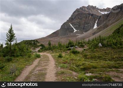 Hiking trail close to the Peyto Lake, Banff National Park, Alberta, Canada