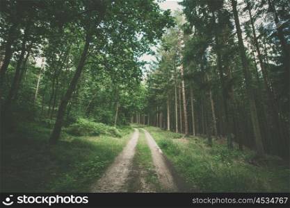 Hiking trail in a dark green forest with pine trees