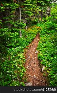 Hiking trail in a sunlit forest in Newfoundland