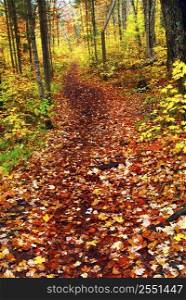 Hiking trail in fall forest covered with colorful leaves. Algonquin provincial park, Canada.