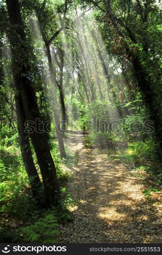 Hiking trail in sunliit mediterranean forest in southern France