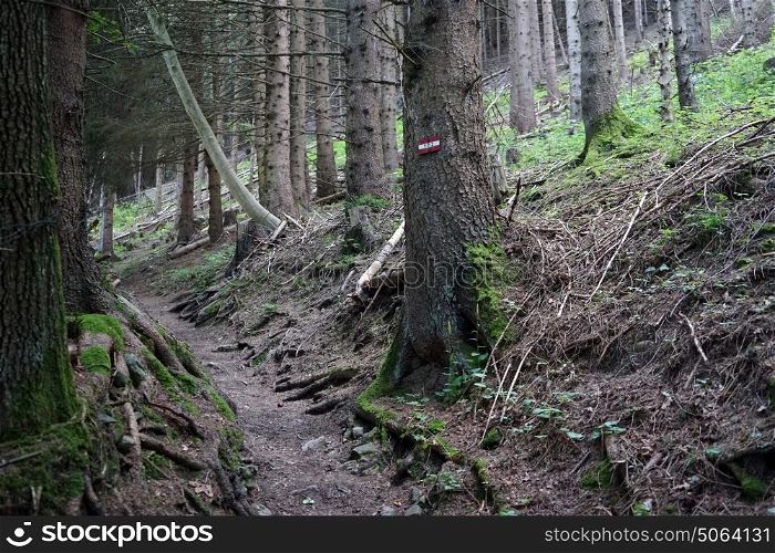Hiking trail in the forest in Lichtenstein