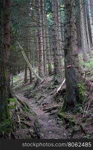 Hiking trail in the forest in Lichtenstein
