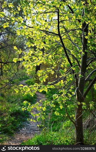 Hiking trail on a sunlit forest path in spring with young linden tree
