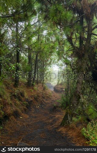 Hiking trail through dense forest on Acatenango volcano in Guatemala