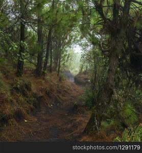 Hiking trail through dense forest on Acatenango volcano in Guatemala