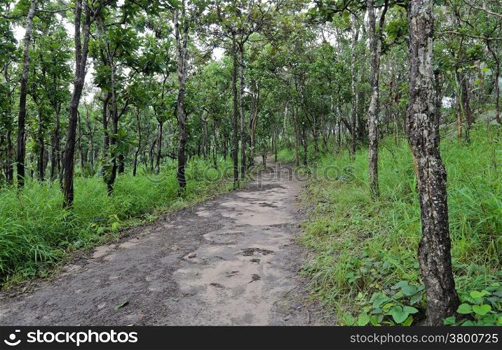 Hiking trail through dipterocarp forest, Thailand