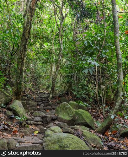 Hiking trail through rainforest