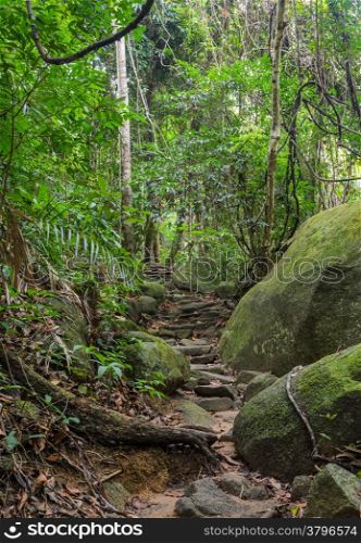 Hiking trail through rainforest, Thailand