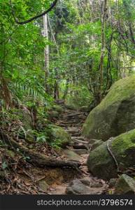 Hiking trail through rainforest, Thailand