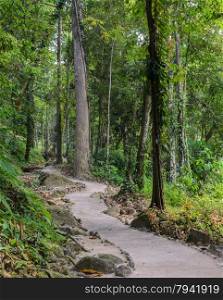 Hiking trail through the forest, Thailand