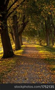 Hiking trail with trees, in autumn. Hiking trail with trees
