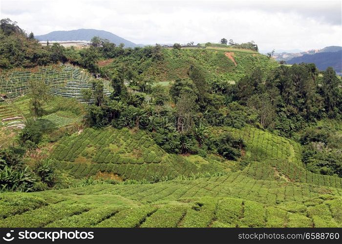Hill and tea plantation in Cameron Highlands in Malaysia