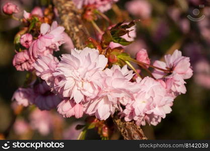 Hill Cherry Kiku-Shidare-Sakura  Prunus serrulata 