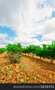 Hill in Spain with Ripe Vineyard and Rosebush