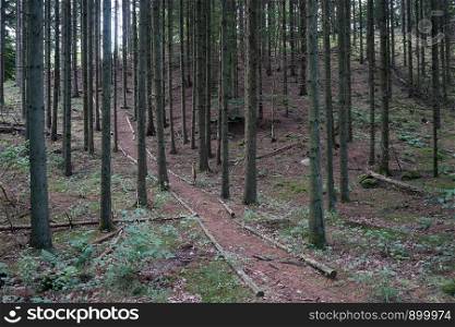 Hill in spruce forest in Denmark