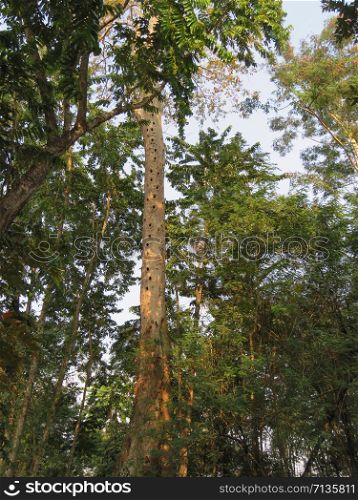 Hill myna nest holes, Nameri Tiger Reserve, Assam, India