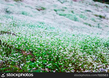 Hill of buckwheat flowers