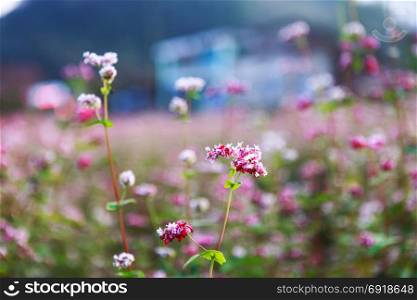Hill of buckwheat flowers