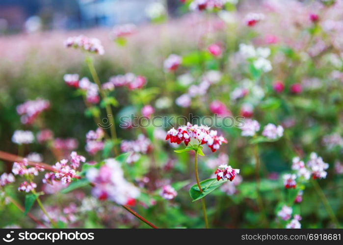 Hill of buckwheat flowers