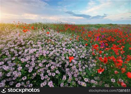 Hill of spring flowers at sunset. Nature landsacpe.