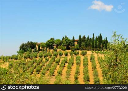 Hill of Tuscany with Vineyard and Olive Plantation in the Chianti Region