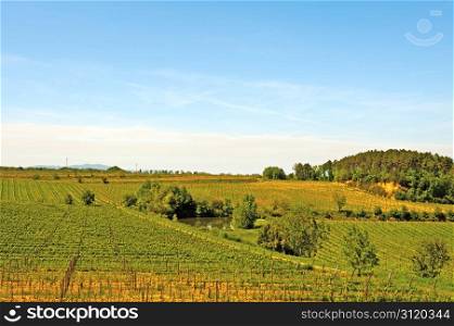 Hill of Tuscany with Vineyard and Pond in the Chianti Region