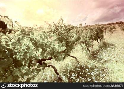 Hill of Tuscany with Vineyard at Sunset, Vintage Style Toned Picture