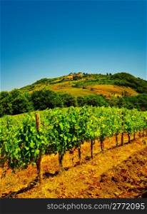 Hill Of Tuscany with Vineyard in the Chianti Region