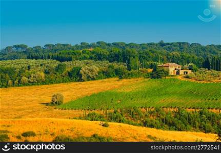 Hill Of Tuscany With Vineyard In The Chianti Region