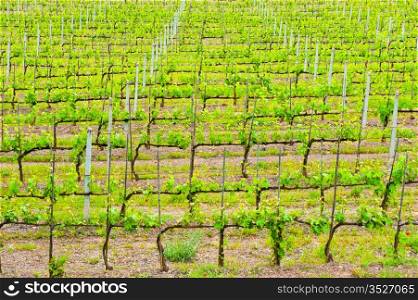 Hill Of Tuscany with Vineyard in the Chianti Region