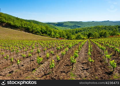 Hill of Tuscany with Vineyard in the Chianti Region