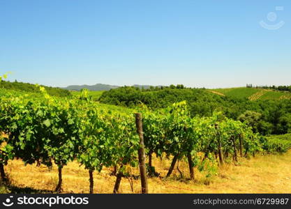 Hill Of Tuscany With Vineyard In The Chianti Region