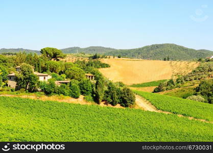 Hill Of Tuscany With Vineyard In The Chianti Region