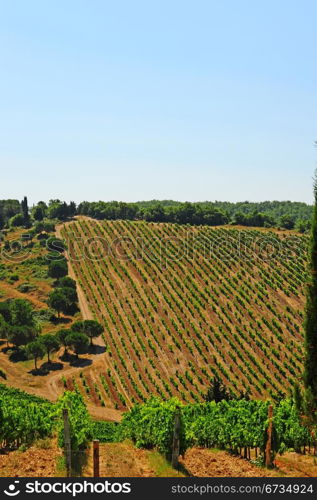 Hill Of Tuscany With Vineyard In The Chianti Region