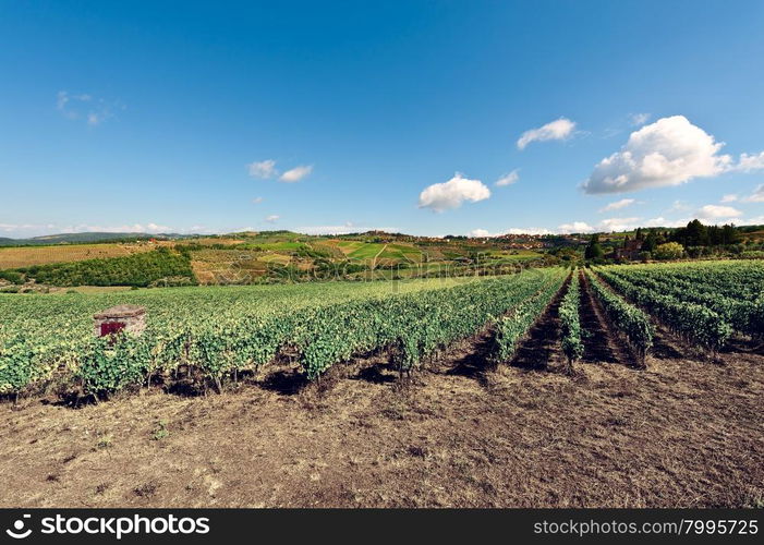 Hill of Tuscany with Vineyard in the Chianti Region