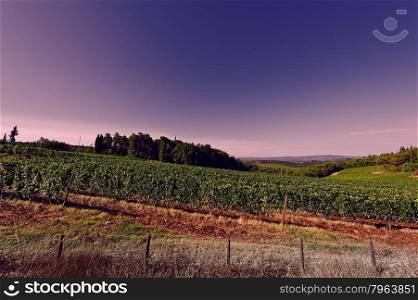 Hill of Tuscany with Vineyard in the Chianti Region at Sunset, Vintage Style Toned Picture