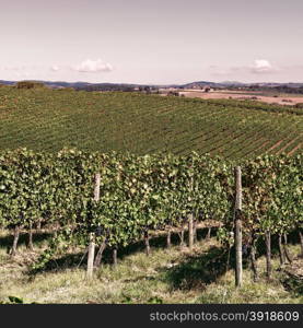 Hill of Tuscany with Vineyard in the Chianti Region, Vintage Style Toned Picture