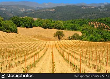 Hill Of Tuscany With Young Vineyard In The Chianti Region