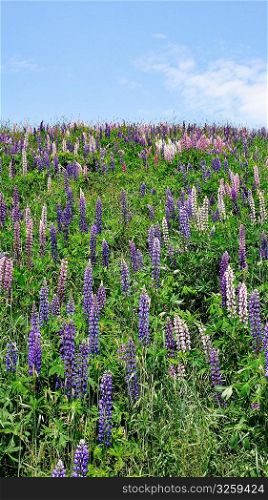 Hill of wild blooming Lupin flowers.