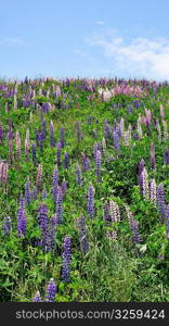 Hill of wild blooming Lupin flowers.