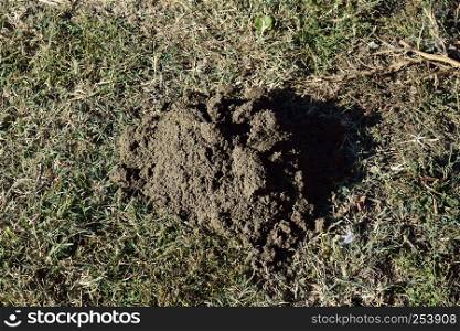 Hillock of the earth dug by a mole. Activity of underground animals.. Hillock of the earth dug by a mole