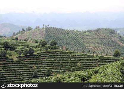 Hills and tea plantation near Yanshuo, China