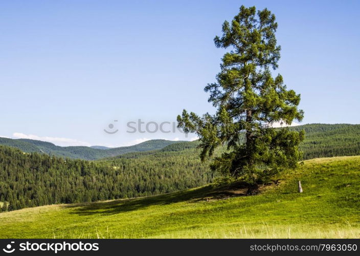 hills, lonely tree