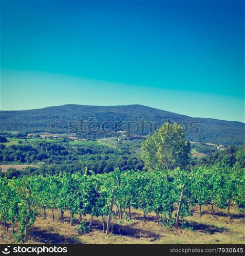Hills of Tuscany with Vineyard in the Chianti Region, Instagram Effect